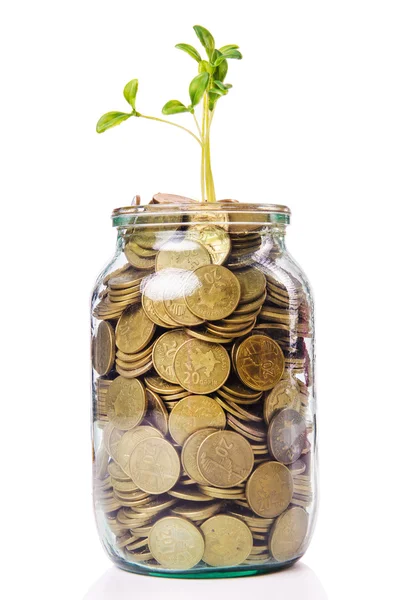 Money growth concept with coins and seedling — Stock Image Money growth concept with coins and seedling Stock Photo