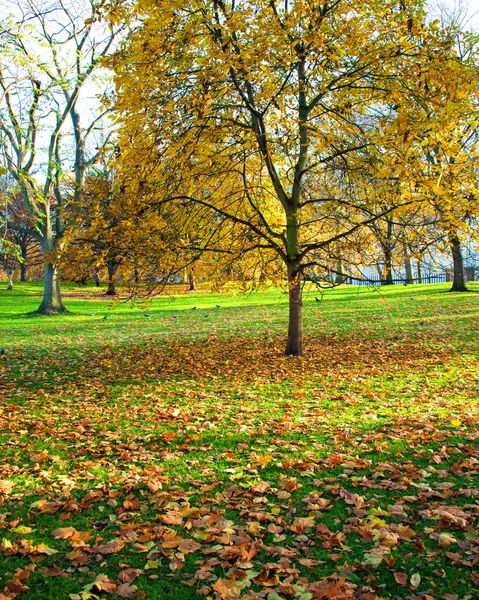 Autunno stagione autunnale nella foresta — Foto Stock