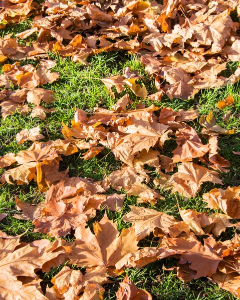 Fall autumn season in the forest — Stock Photo, Image