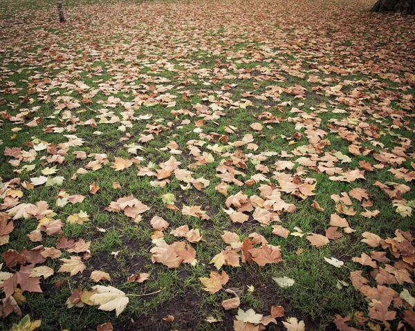 Fall autumn season in the forest — Stock Photo, Image