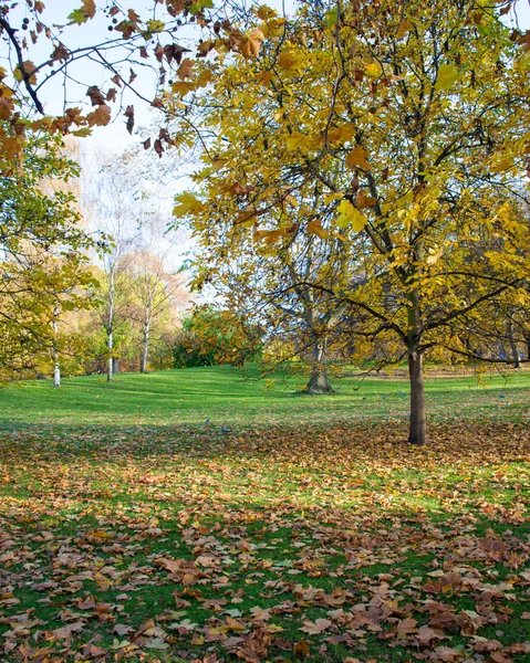 Herbstzeit im Wald — Stockfoto