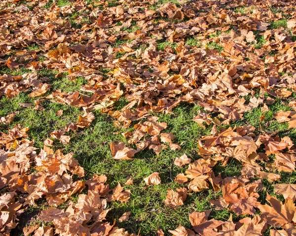 Autunno stagione autunnale nella foresta — Foto Stock