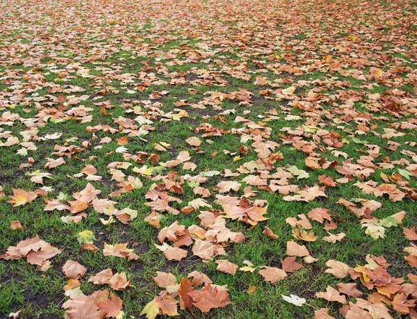 Autunno stagione autunnale nella foresta — Foto Stock