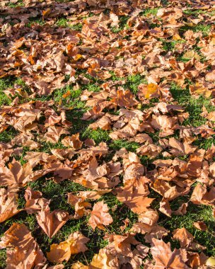 Ormanda sonbahar mevsimi