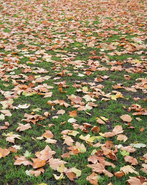 Fall autumn season in the forest — Stock Photo, Image