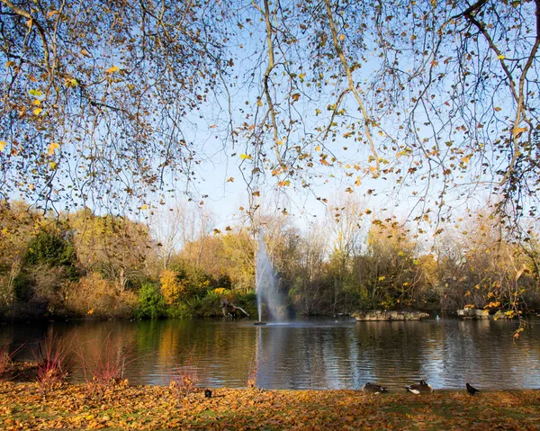 Outono outono temporada na floresta — Fotografia de Stock