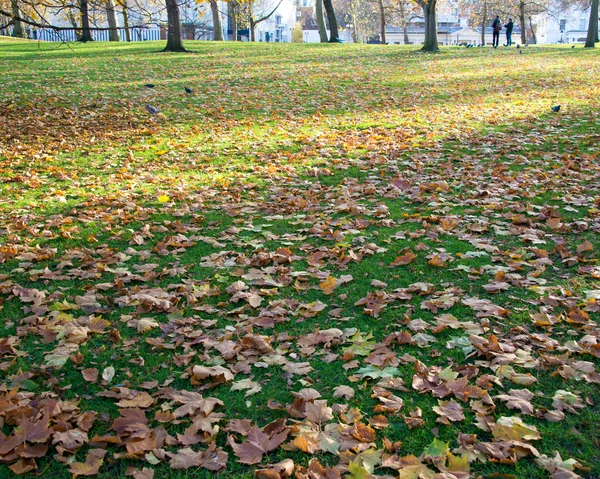 Outono outono temporada na floresta — Fotografia de Stock