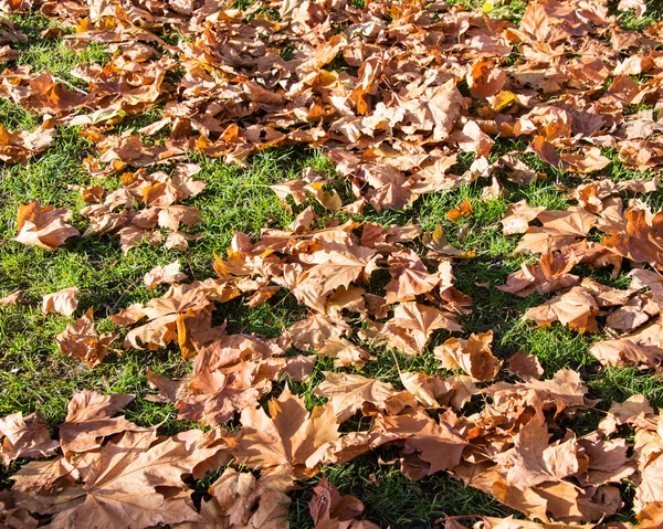 Höstens höst i skogen — Stockfoto