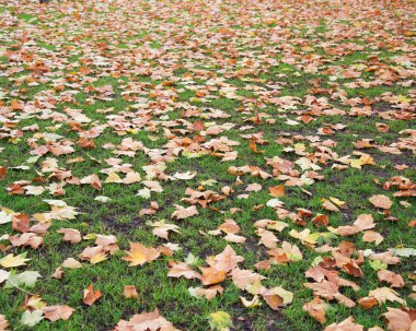 Ormanda sonbahar mevsimi