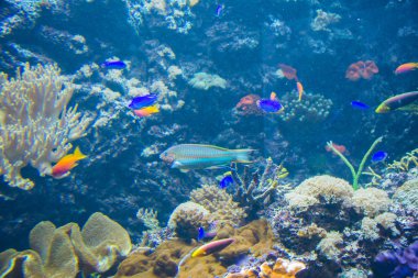 Suyun Altındaki Tropikal Balık