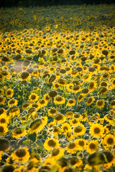 Sunflower field during bright summer day — Stock Photo, Image