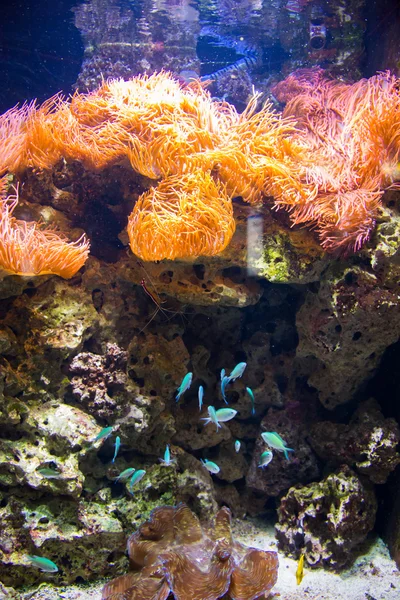 Pesci tropicali sott'acqua — Foto Stock
