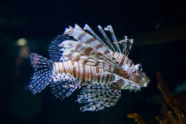 Тропическая рыба под водой — стоковое фото