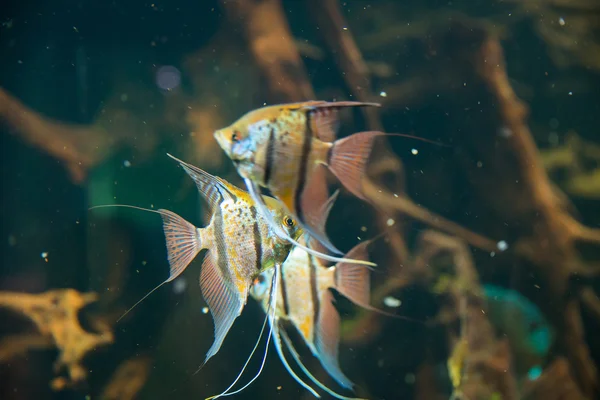 Ryby tropikalne pod wodą — Zdjęcie stockowe
