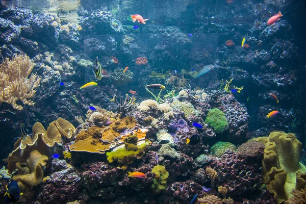 Peixes tropicais sob a água — Fotografia de Stock