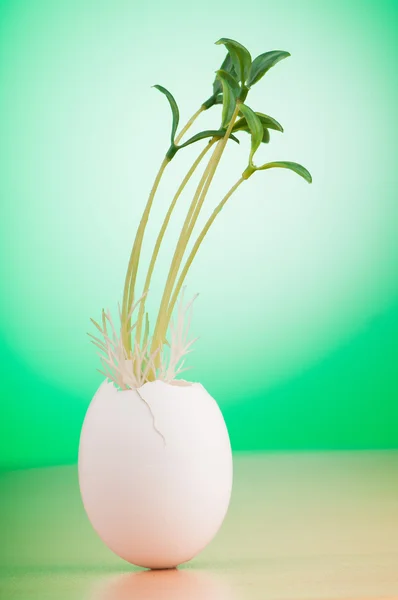 Vejce se zelenou sazenice — Stock fotografie