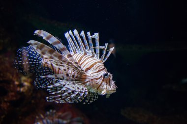 tropikal balık suyun altında