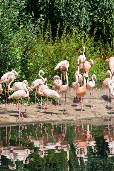 Rosa Flamingos — Stockfoto