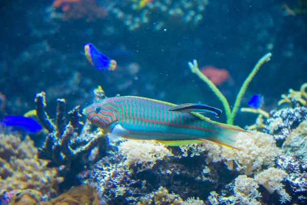 Tropikalne ryby pod wodą — Zdjęcie stockowe