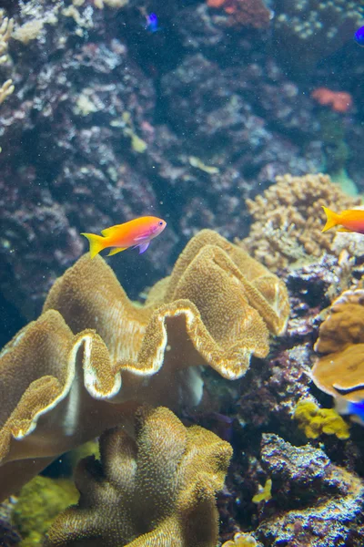 Peces tropicales bajo el agua —  Fotos de Stock