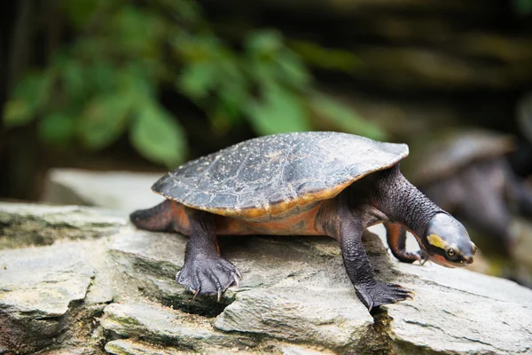 Tortuga caminando lentamente sobre piedra — Foto de Stock