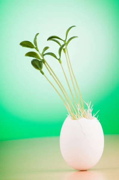 Ägg med gröna plantor i nytt liv koncept — Stockfoto