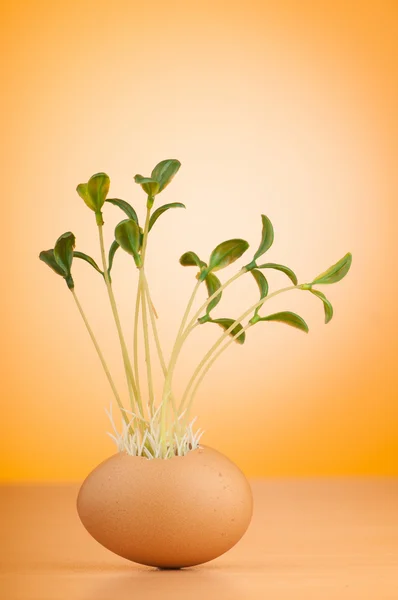 Uova con piantina di semenzaio verde in nuovo concetto di vita — Foto Stock