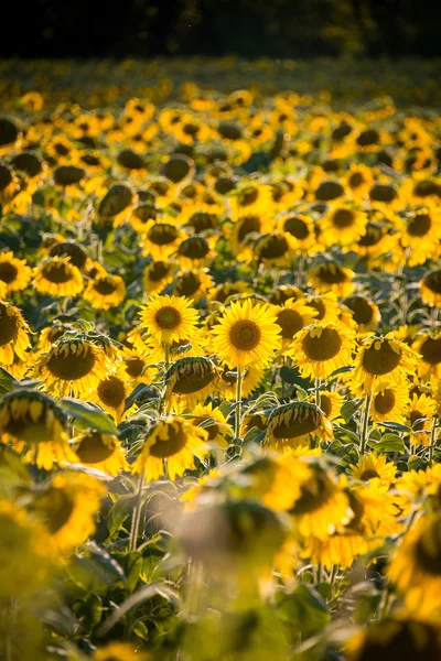 Sunflower field during bright summer day — Stock Photo, Image