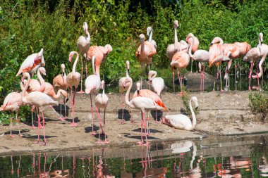 aydınlık bir yaz gününde pembe flamingolar