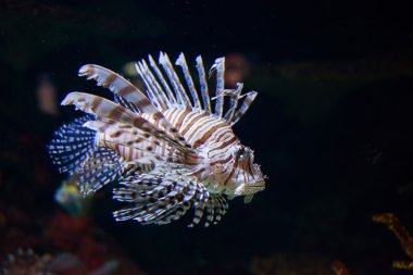 tropikal balık suyun altında