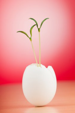 Yeşil fide ile yumurta