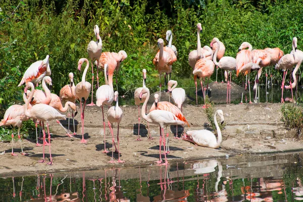 Flamants roses sur le jour lumineux d'été — Photo