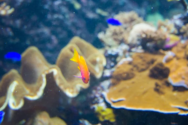 Peces tropicales bajo el agua —  Fotos de Stock