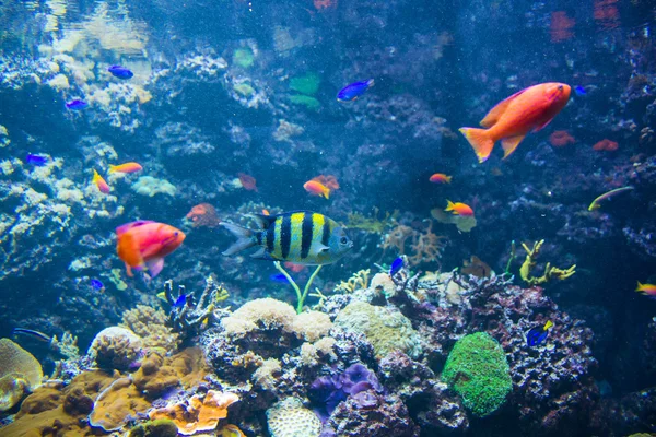 Peixes tropicais sob a água — Fotografia de Stock