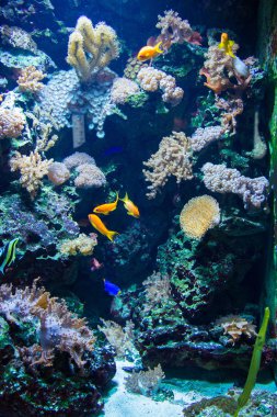 tropikal balık suyun altında