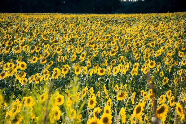 Sunflower field during bright summer day — Stock Photo, Image