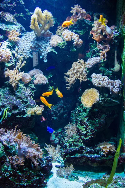 Тропические рыбы под водой — стоковое фото