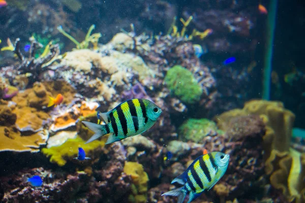 Poissons tropicaux sous l'eau — Photo