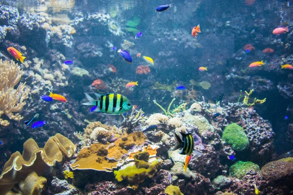 Peixes tropicais sob a água — Fotografia de Stock