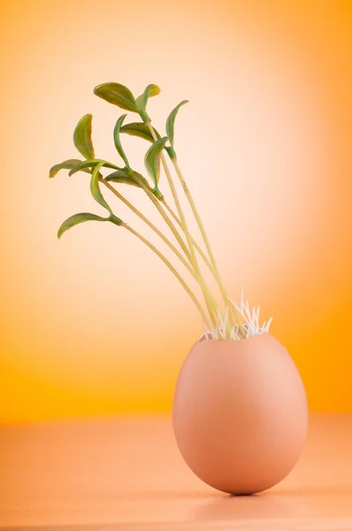 Huevos con plántulas verdes en concepto de nueva vida —  Fotos de Stock