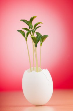 Yeşil fide yeni yaşam konsepti ile yumurta