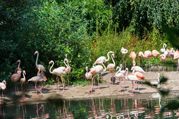 Pink flamingoes on the bright summer day — Stock Photo, Image