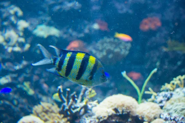 Ikan tropis di bawah air — Stok Foto