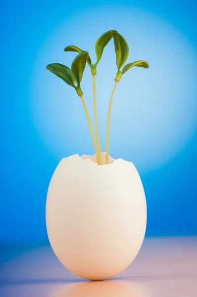 Ägg med gröna plantor i nytt liv koncept — Stockfoto