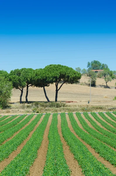 Tomatenfeld an einem strahlenden Sommertag — Stockfoto