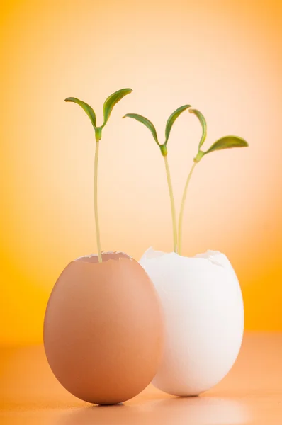 Uova con piantina di semenzaio verde in nuovo concetto di vita — Foto Stock