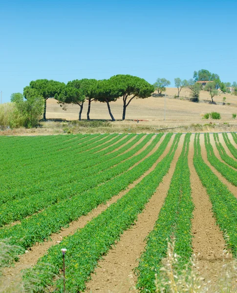 Campo de tomate en brillante día de verano —  Fotos de Stock