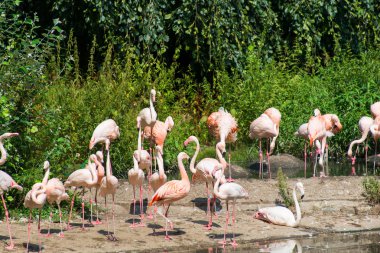 aydınlık bir yaz gününde pembe flamingolar