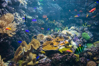 tropikal balık suyun altında