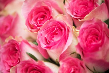 Kutlama konseptinde güzel güller